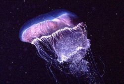 Third type meeting with a spaceship : fluorescent jellyfi... by Jean-claude Zaveroni 